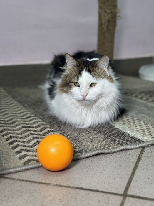 Трехцветный пушистый кот в надёжные руки