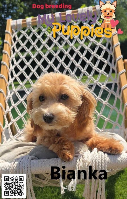 Maltipoo dziewczyna Bianka