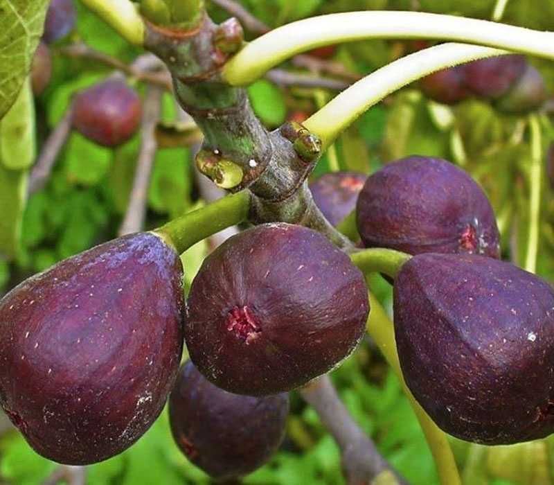 Саженцы экзотических растений (хурма, инжир, киви, гранат)