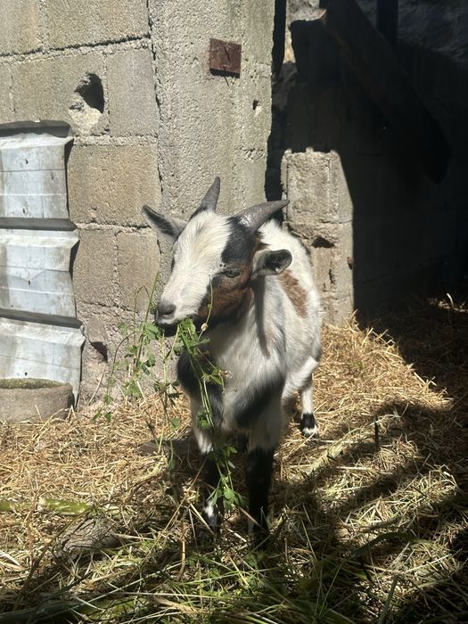 Cabrito Anão Tricolor
