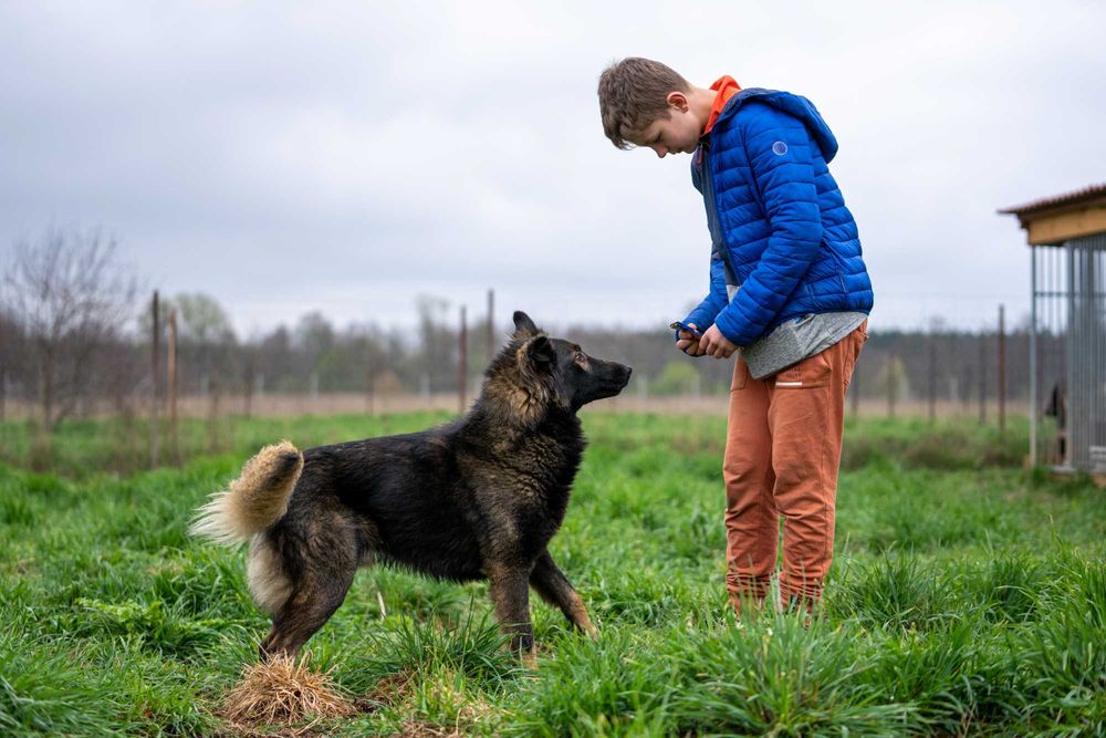 LUPUS- w typie owczarka