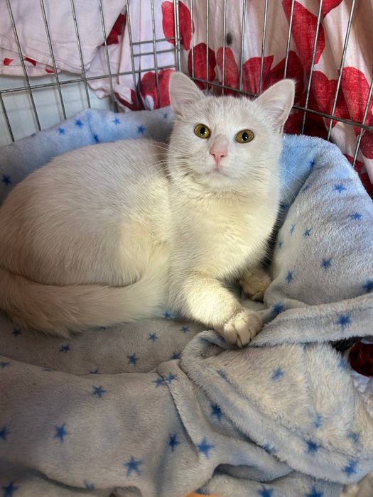 Біла киця кішка 1 рік Білочка шукає сімʼю! Волонтерська.