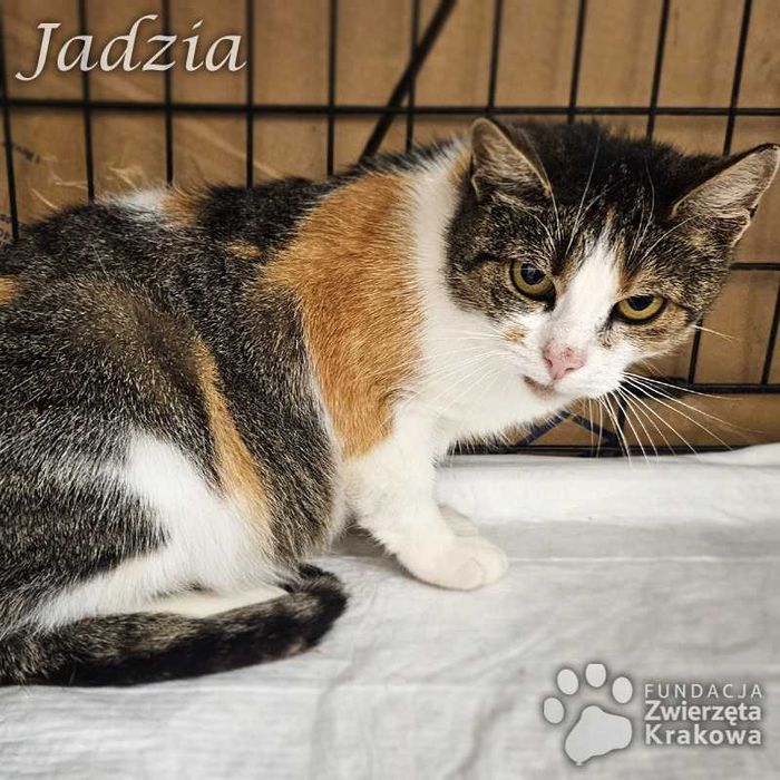 Jadzia trójkolorowa pieszczocha