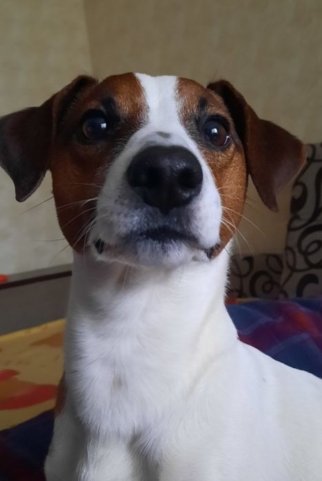 Вязка Джек Рассел