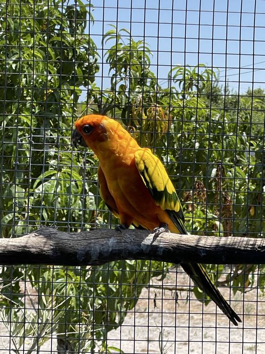 Aratinga   Sol