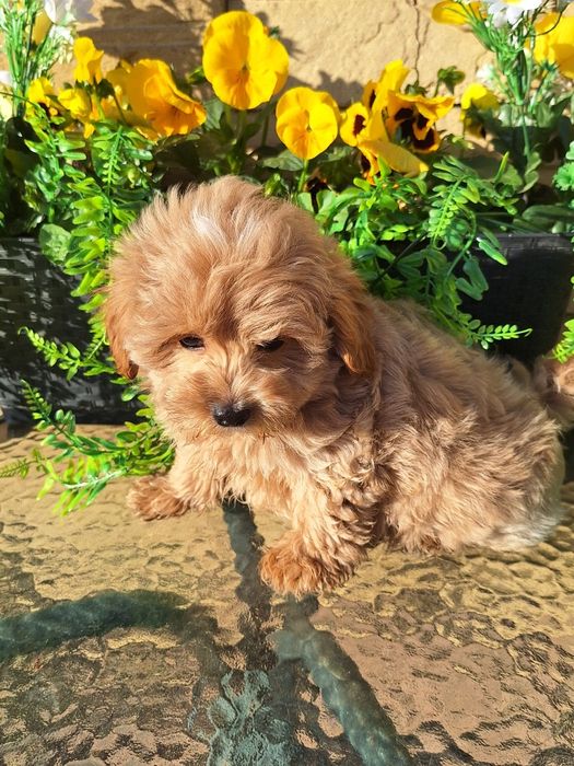 Maltipoo szczeniaczek z rodowodem