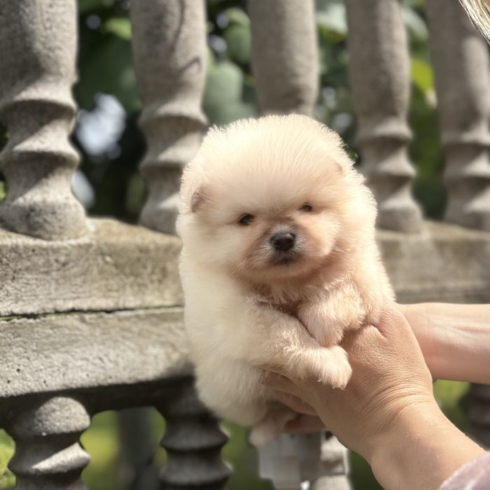 чудова дівчинка шоу классу