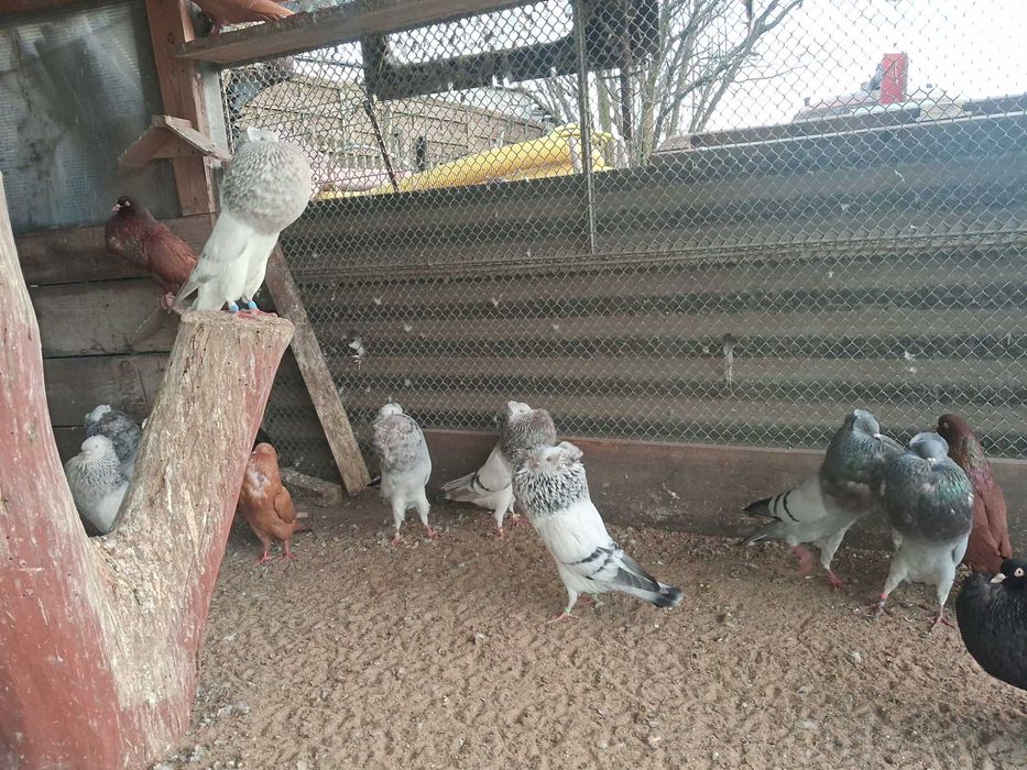 Sprzedam gołębie garłacze górnośląskie