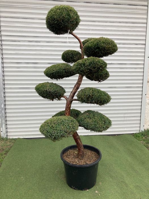 Bonsai z Jałowca pośredniego "Mint Julep" - 180 cm WSPANIAŁY