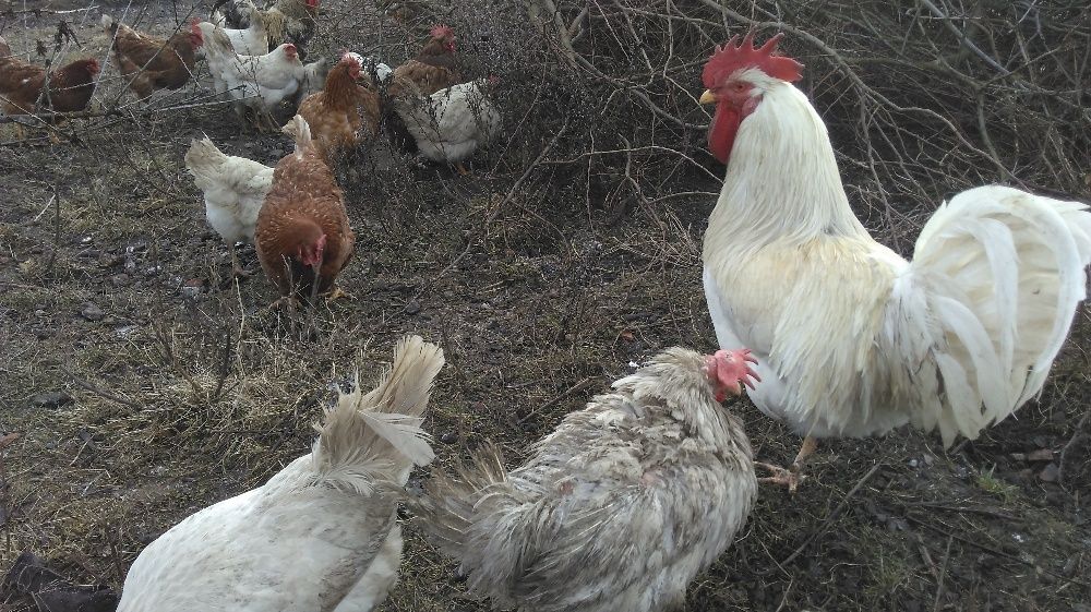 Jajka ekologiczne, z wolnego wybiegu, nioski naturalnie karmione