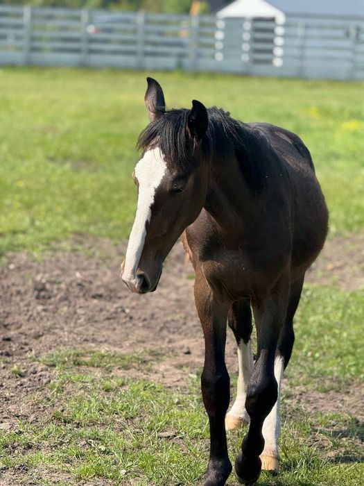 Ogier ślaski po rodzicach z licencją
