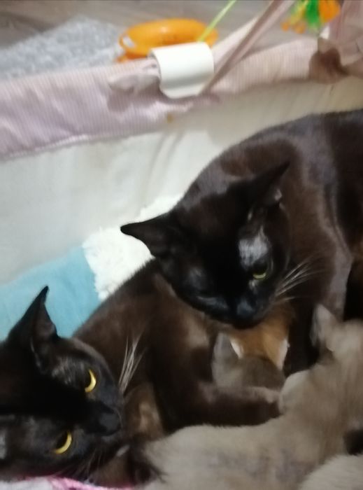 Котята бурма европейская