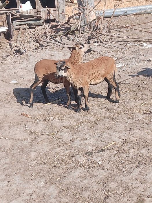 Sprzedam Owce Kameruńskie