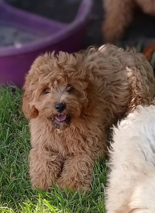 Cavapoo śliczny chłopczyk