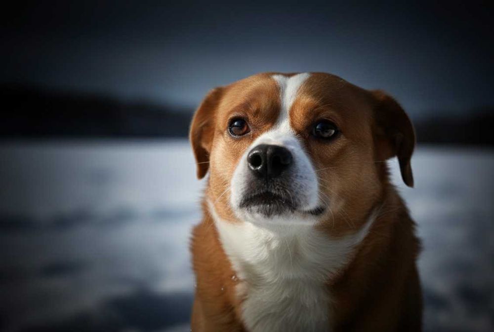 KILLEREK - niewielki bardzo czujny pies