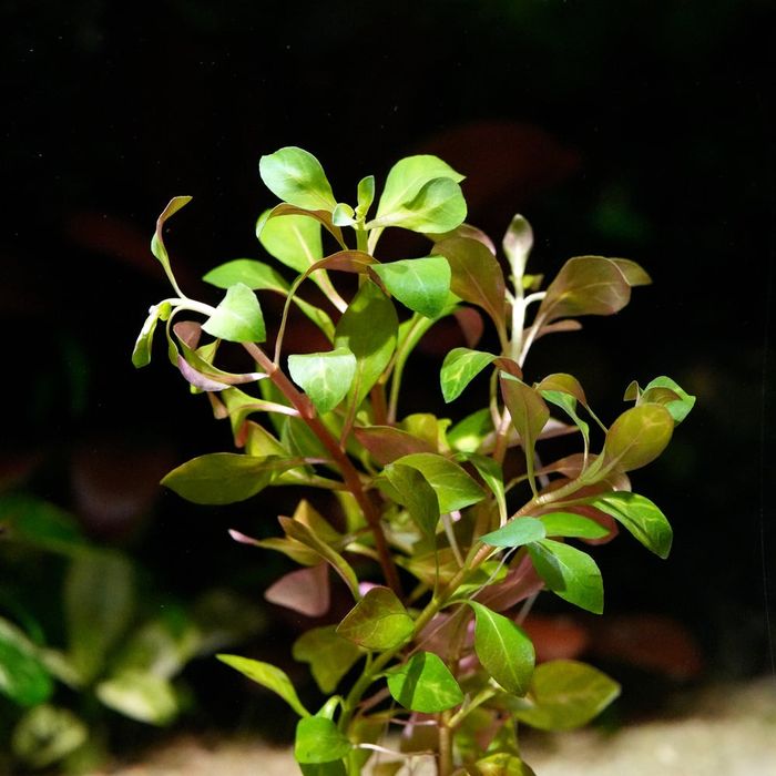 Planta Aquario Ludwigia
 
inclinata