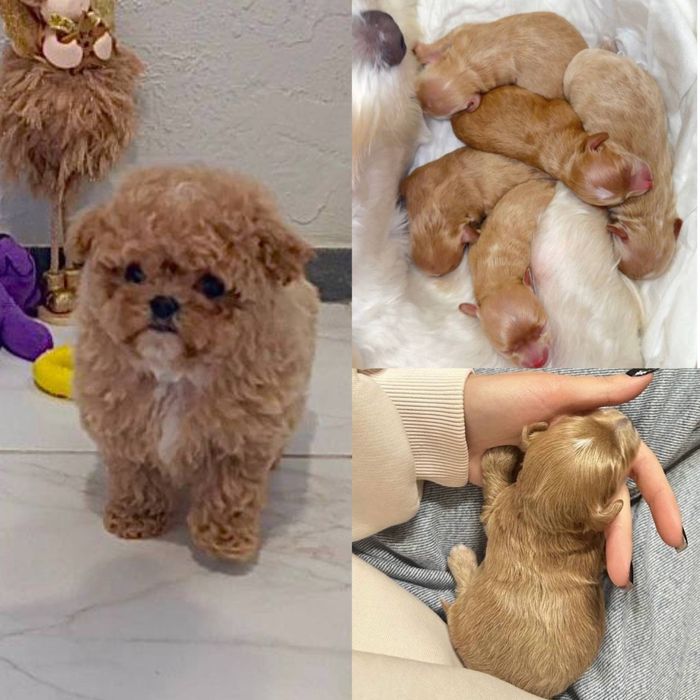 Той пудель, Китай, вязка