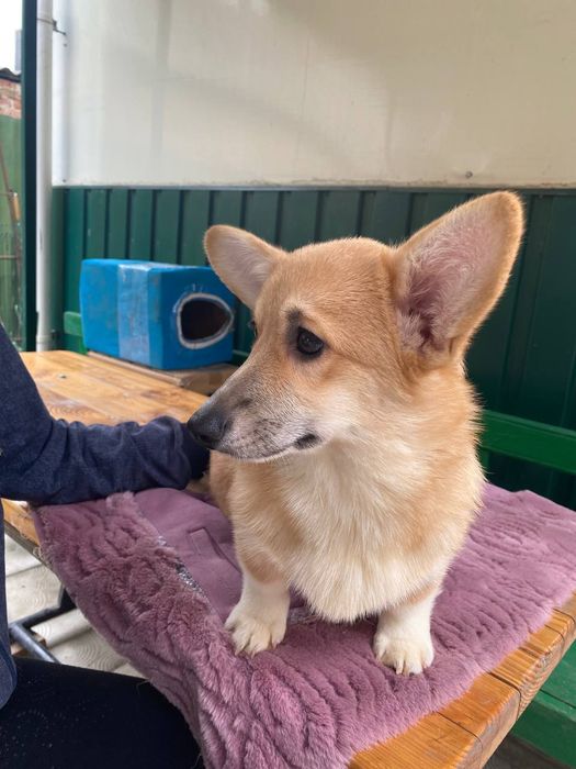 Вельш коргі пемброк КСУ