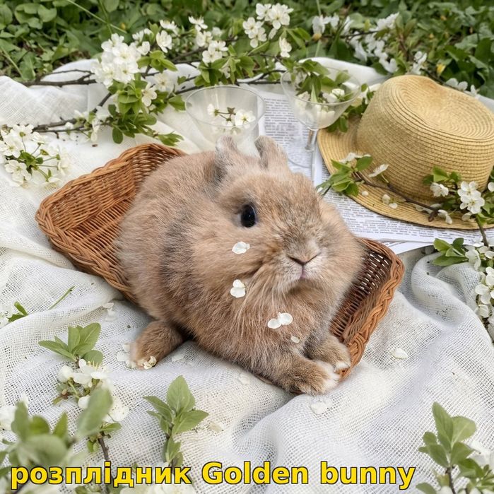 карликові кролики,карликовые,міні,mini,карликовий,карликовый