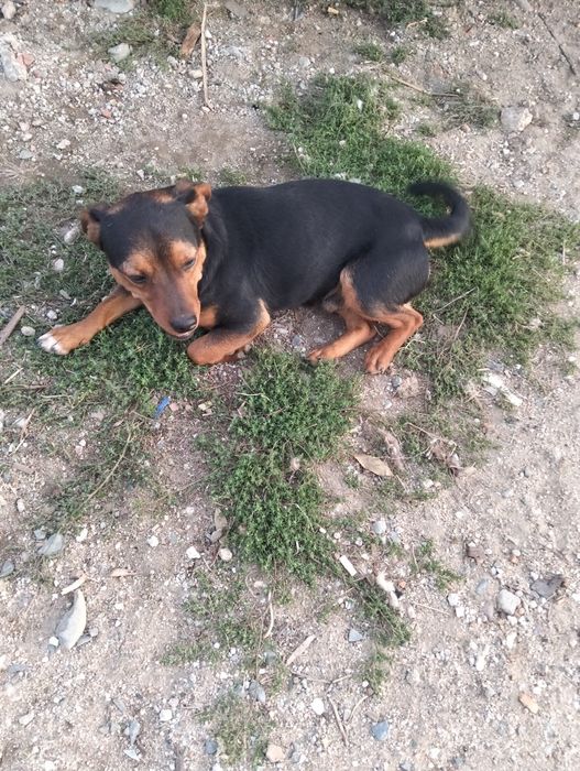 Dou cão porte pequeno