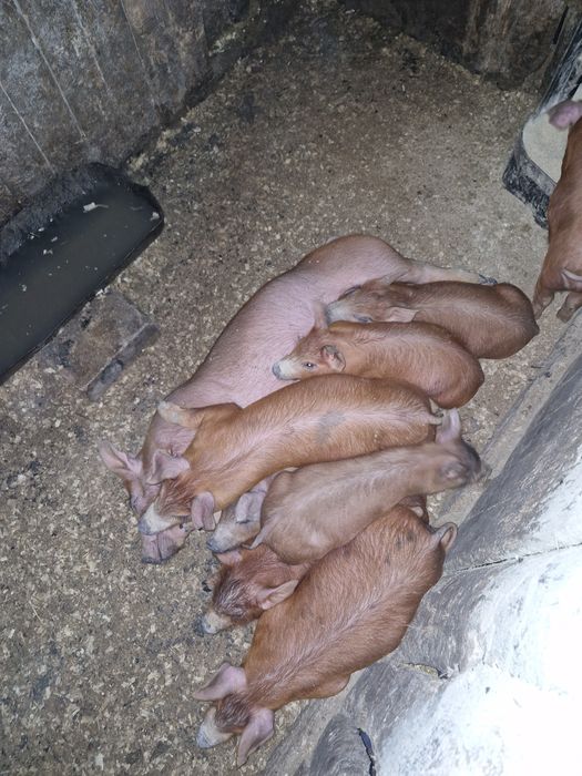 Продам   поросят