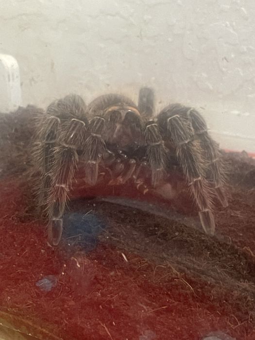 Терариум, и пренадлижащее