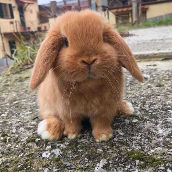 Coelhos mini Bebés+Gaiola nova+alimentação adequada