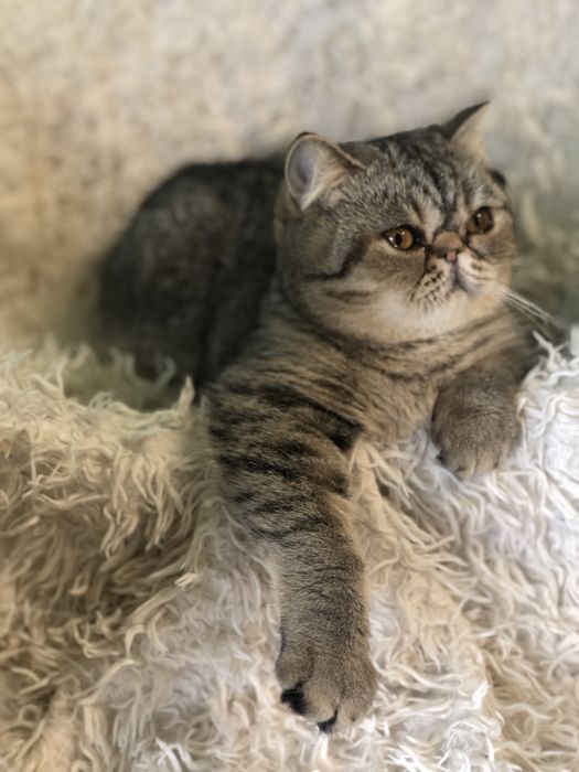 Красавица экзотка