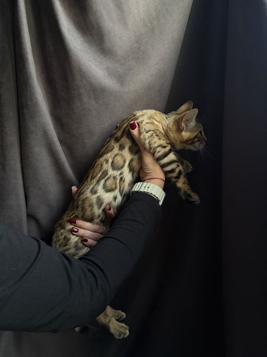 Кошенята бенгальські