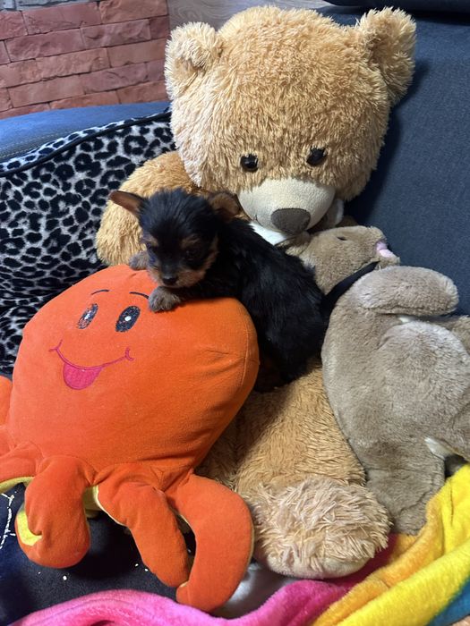 York shireterrier piesek