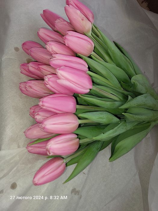 Тюльпани ОПТОМ до 8-го березня