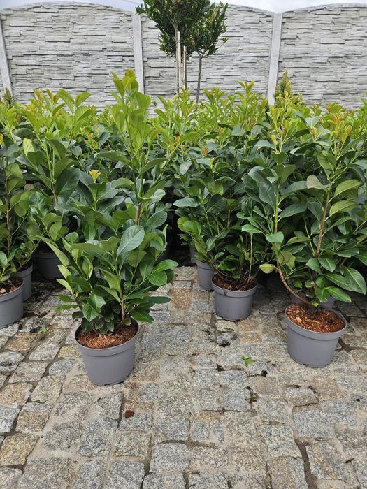 Laurowisnia Novita 80cm Genolia,Etna,Elly,Rotundifolia,Caucasica 100-