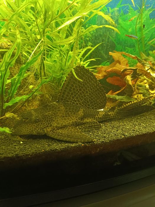 Glonojad zbrojnik samica