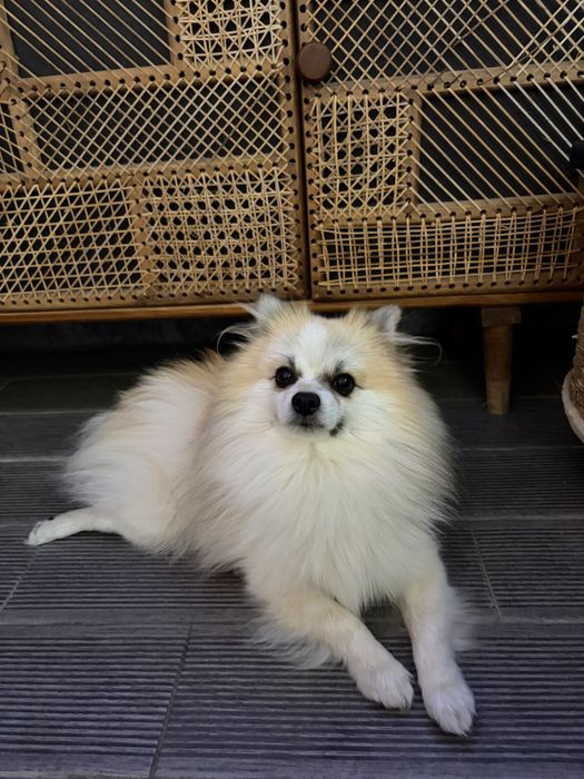 Procuro namorada: Spitz alemão para acasalar