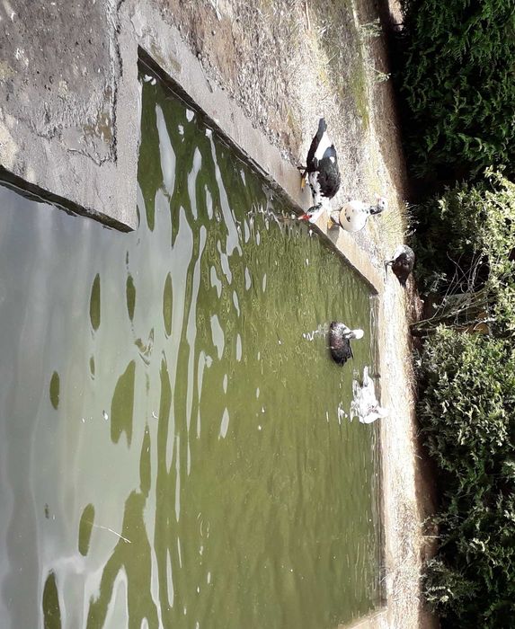 Patos mudos machos e fémeas