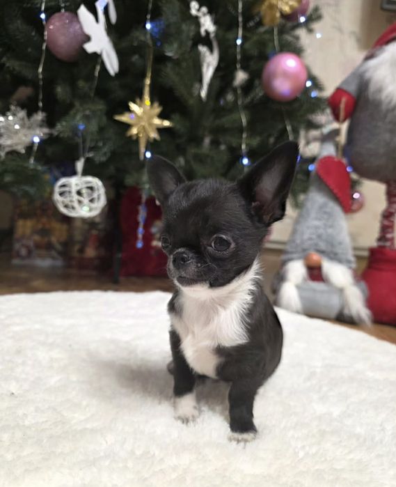 Чарівні красунчики. Супер чихуахуа.