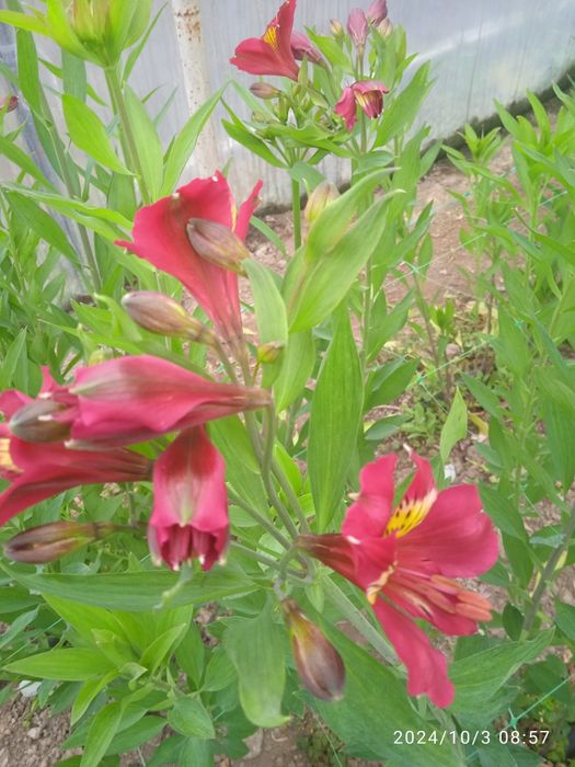 Продам коріння альстромерії.