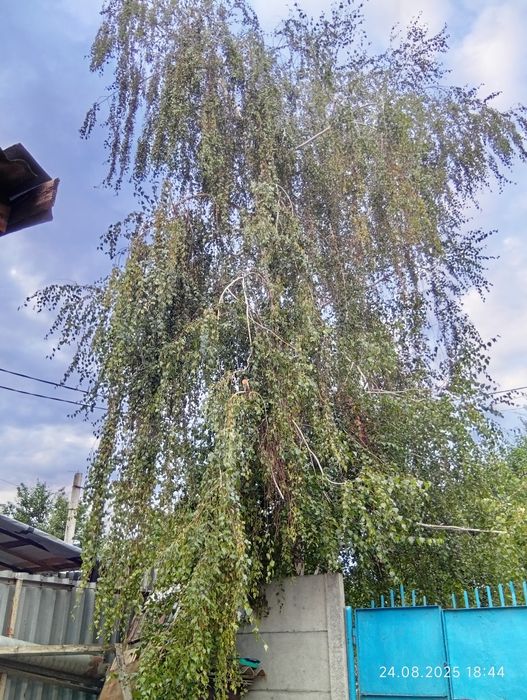 Отдам берёзу , самоспил самовывоз!!!