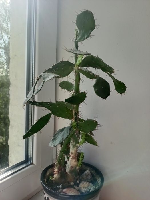 Кактус опунція кімнатна рослина