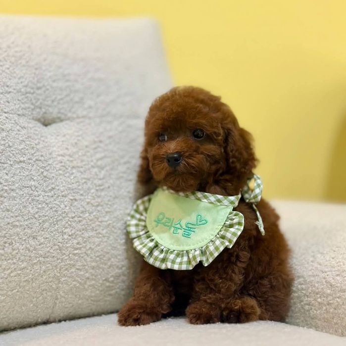 Малишка той пудель   Ред Браун