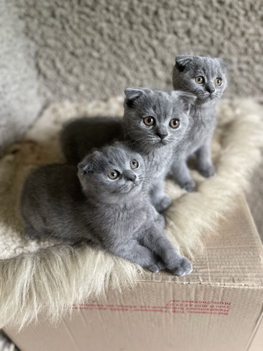 Шотландские вислоухие котята