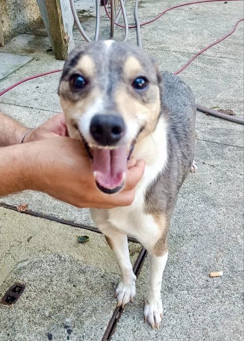 Cão para adoção responsável