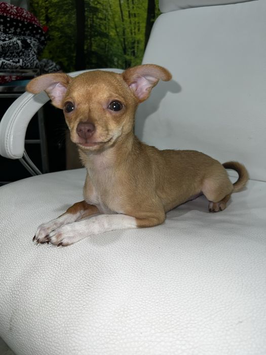 Продається дівчинка той‑тер’єр, 2,5 місяці!