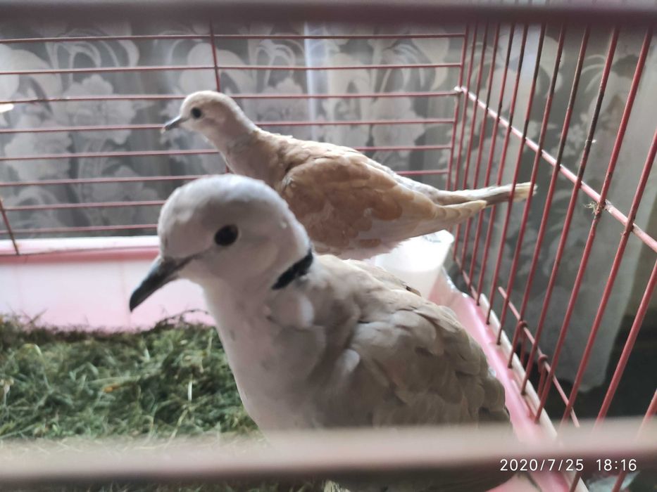 Берберський голуб ... смеющаяся горлиця