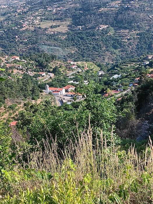 Terreno Agrícola com Vinha e Árvores de Fruto