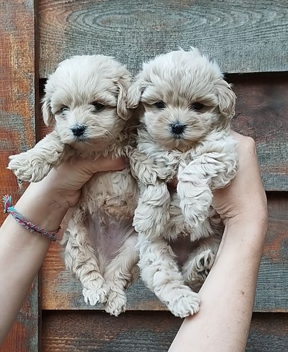 Мальтипу f1 и f2