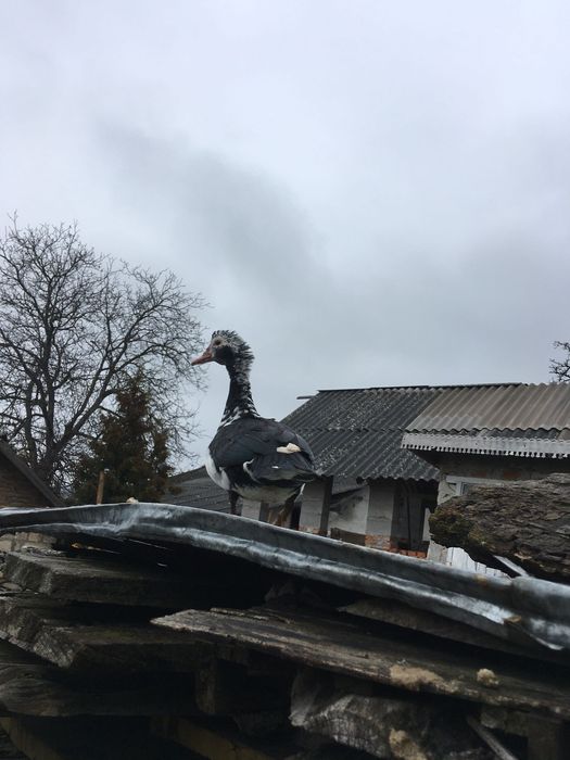 Качечка з каченятами, шипуни