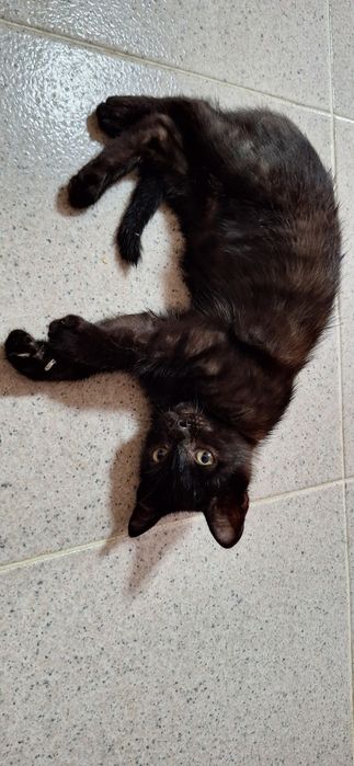 Gatinho bebé para adoçao