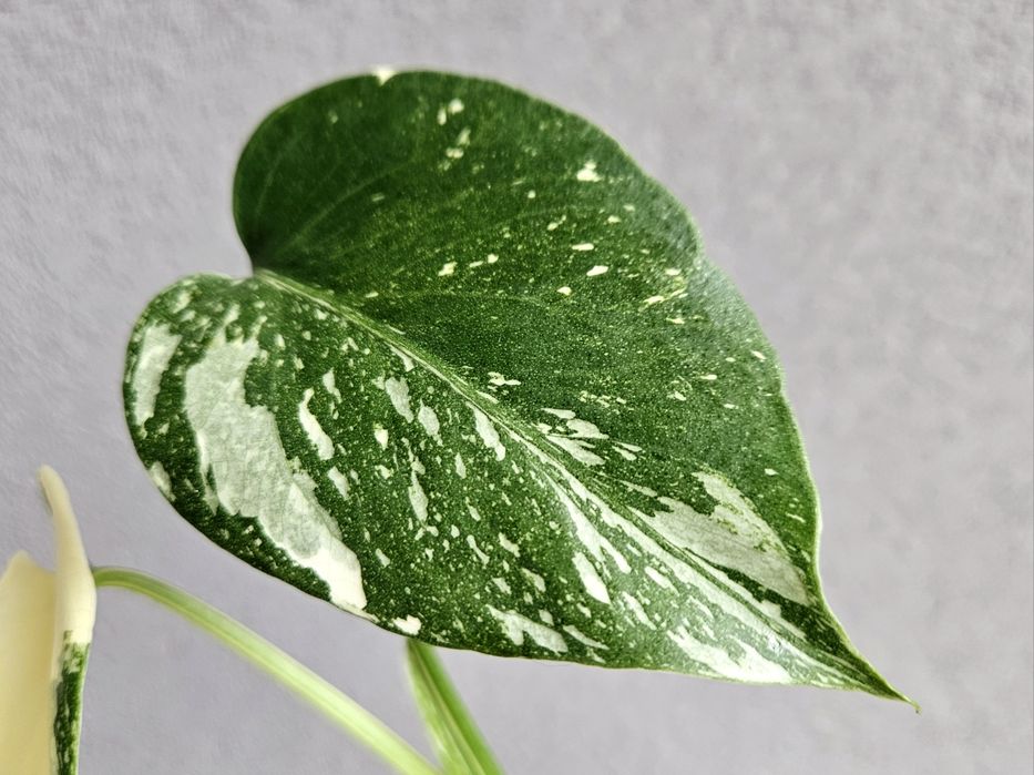 Monstera Thai Mutation noID 3 listna sadzonka + drugi węzeł