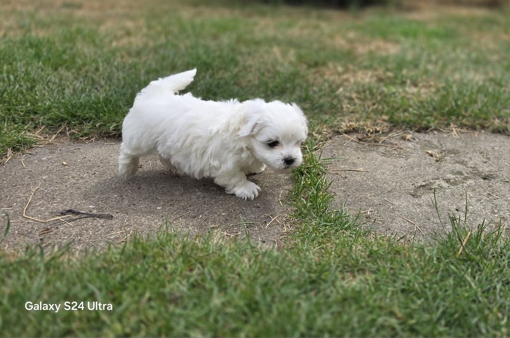 Maltańczyk śliczna kuleczka piesek